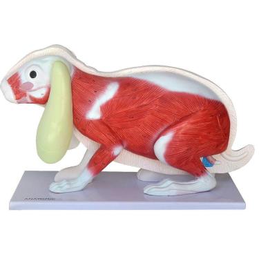 Imagem de Anatomia Do Coelho Em 9 Partes Com Musculatura