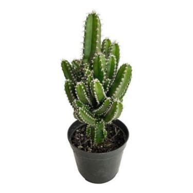 Imagem de Planta Cacto Castelo De Fada (Acanthocereus Tetragonus)