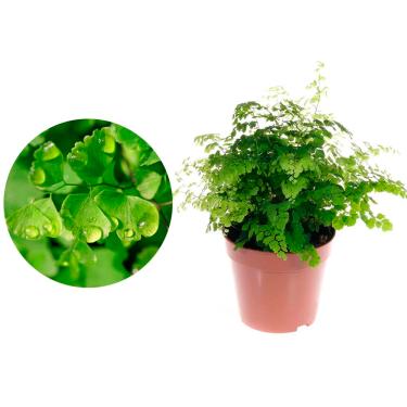 Imagem de AMK Jardinagem e Paisagismo, Muda de Avenca 20 a 40cm AMK - Plantas Online