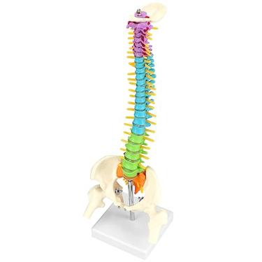 Imagem de QWORK Modelo flexível de coluna humana com nervos espinhais pélvis e coxas, modelo anatômico de coluna vertebral para exibição de pesquisa de aprendizagem médica, 45 cm / 18"