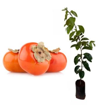 Imagem de Muda de Caqui Rama Forte 50 a 80cm AMK - Plantas Online - Genérico