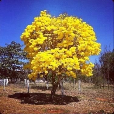 Imagem de 1 Muda De Ipê Amarelo - Mudas Herculandia