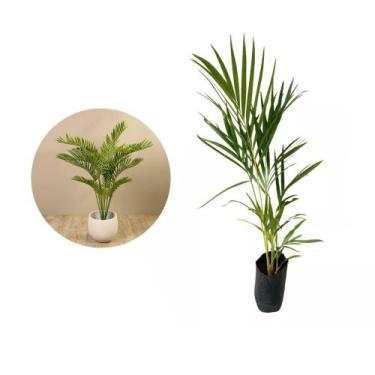 Imagem de Muda de Areca Bambu 20 a 40cm AMK - Plantas Online - Genérico