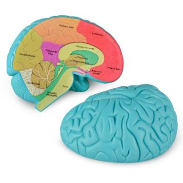 Imagem de Cérebro humano com seção transversal do modelo cerebral Skillssist par
