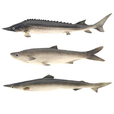Imagem de Gresorth 3 Peças De Criaturas Marinhas, Tubarão Falso, Peixe Esturjão Chinês Artificial, Brinquedo Parede Para Pendurar, Modelo Comida Festa Em Casa, Cozinha, Natal, Fotografia, Adereço