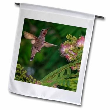 Imagem de 3dRose Árvore de seda alimentando beija-flor Califórnia, EUA - Tom Norring - Bandeira de jardim, 30,48 x 45,72 cm