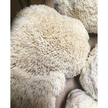 Imagem de 100 plugues de desova de cogumelo juba de leão para cultivar cogumelos gourmet e medicinais em casa ou comercialmente - Use para crescer em blocos de palha ou serragem - G1 ou G2 Spawn