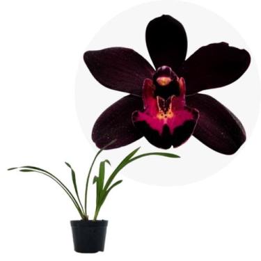 Imagem de Muda Orquidea Negra cymbidium kiwi midnight planta Exotica - Orquiflor