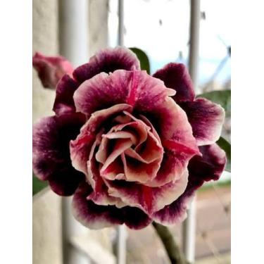 Imagem de Orion nébula em PROMOÇÃO - Chris Flores 