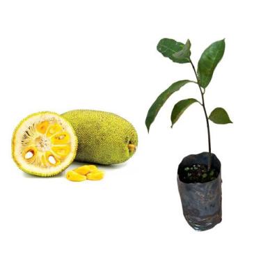Imagem de Muda de Jaca Mole 20 a 40cm AMK - Plantas Online - AMK Jardinagem e Pa