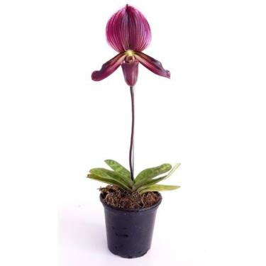 Imagem de Orquídea Rara Sapatinho Paphiopedilum Maudiae Black Jack