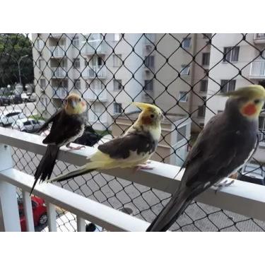 Imagem de Kit  4.00x7.00  De Tela E  Redes De Proteção Malha 3x3 Para Gatos e Ca