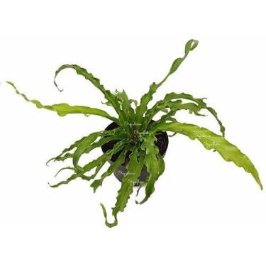 Imagem de Muda De Samambaia Asplenio Crespo Planta Natural - no brand