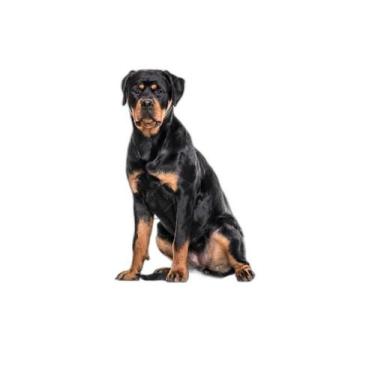 Imagem de Tapete Pet Impermeável Educador Dog Oferta 7 Un G2 120X120Cm - Shelby 