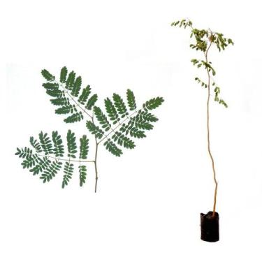 Imagem de Muda de Pau Ferro 20 a 40cm AMK - Plantas Online - AMK Jardinagem e Pa