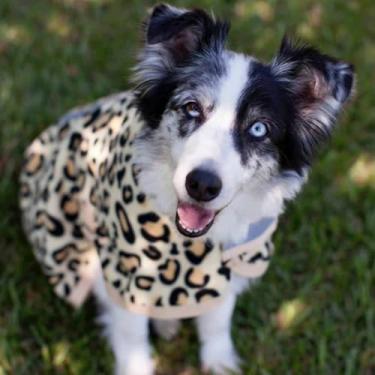 Imagem de Jeffers Expression Electric Cheetah Tapete de lã para cães – quente, leve e aconchegante para cães pequenos a grandes, suéter de cachorro lavável na máquina, ideal para inverno, uso interno e externo