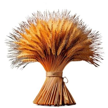 Imagem de Flores Secas de Trigo Hastes Decoração Sala Casamento Festa Buquê Convite Arranjo Mesa Para Amantes de Decoração e Organizadores(400)