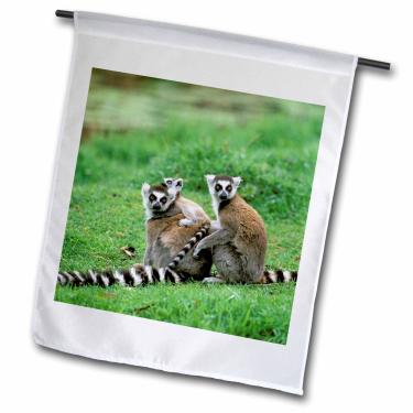 Imagem de 3dRose fl_72872_1 Bandeira de jardim, 30 x 45 cm, Madagascar, Antananarivo, Lemur de cauda redonda, Primate-AF24 POX0084-Pete Oxford