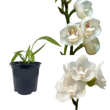 Imagem de Orquidea Peristeria Elata Pomba Da Paz Planta Rara