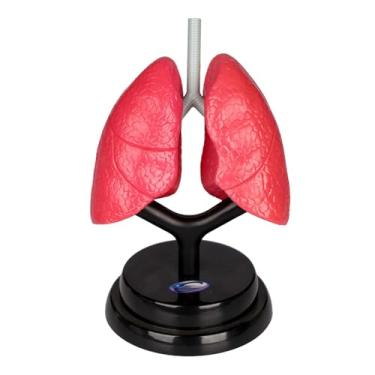 Imagem de Generic Modelo de Sistema Respiratório, Modelo de órgão, Ferramenta Realista de Ensino de Aprendizagem Precoce,