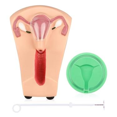 Imagem de SimCoach Kit De Treinamento Para Dispositivo Intrauterino, Modelo De Treinamento Para Diu, Simulador De Dispositivo Contraceptivo Intrauterino Feminino