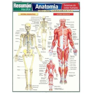 Imagem de Resumao Escolar - Anatomia