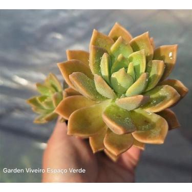 Imagem de Sedum Crepúsculo - Muda de Suculenta em Vaso 06 - Garden Viveiro Espaç