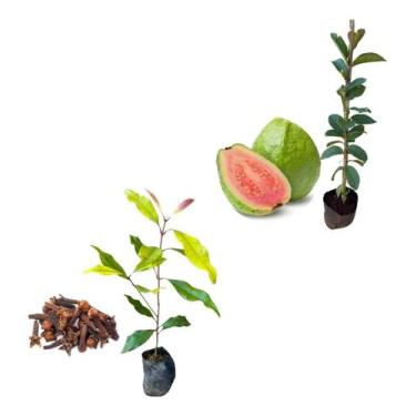 Imagem de Kit 2 Mudas - 1 Goiaba Tailandesa + 1 Cravo Da Índia - AMK - Jardinage