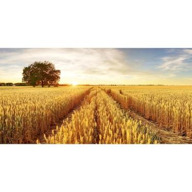 Imagem de Baocicco Fundo de 6 x 3 m com fardos frescos colheita pôr do sol cenário de fotografia outono agricultura palha país colheita terra agrícola adereços de estúdio fotográfico papel de parede cabine