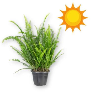 Imagem de Muda de Samambaia Americana-de Sol - no-brand