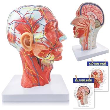 Imagem de NEW HORIZON Modelo de cabeça anatômica em tamanho real, modelo neurovascular superficial de meia cabeça humana com musculatura e cérebro para aprendizado de ensino médico, ferramenta de exibição de