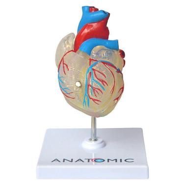 Imagem de Coração Humano Transparente Em 2 Pts Anatomia