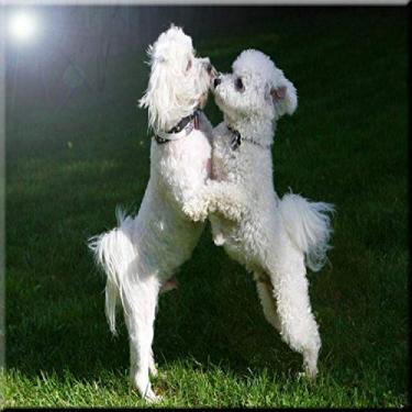 Imagem de Rikki Knight Bichon Frize Dogs Design Cerâmica Arte Azulejo, 15 x 15 cm