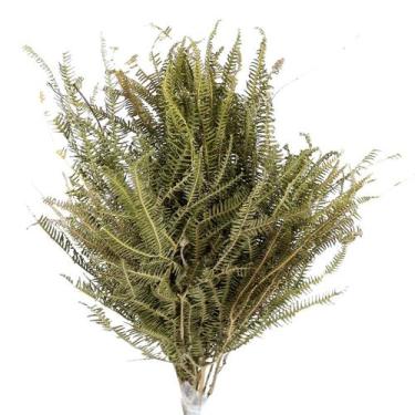 Imagem de Planta Seca Samambaia Tres Andares Verde 50cm - Pense Flores