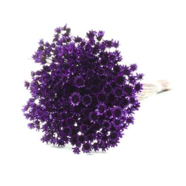 Imagem de 600 Sempre Vivas Cores Selecionadas - Pense Flores, Uva