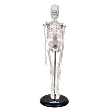 Imagem de Esqueleto Humano De 45 Cm Altura Com Suporte, Anatomia