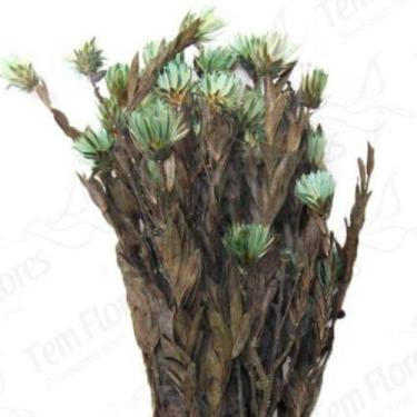 Imagem de Arapurama Desidratado Buque Flores Secas - Pense Flores, Verde