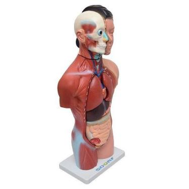 Imagem de Torso Humano Feminino 42 Cm C/15 Partes