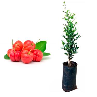 Imagem de AMK Jardinagem e Paisagismo, Muda de Acerola Azeda 20 a 40cm AMK - Plantas Online