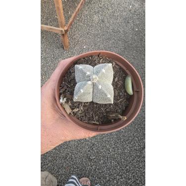 Imagem de Cacto Astrophytum Myriostigma 4k, Planta Suculenta, Pote 11cm