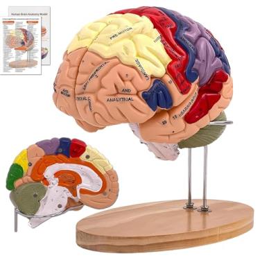 Imagem de DSFGFRR Modelo de cérebro humano para neurociência, modelo de anatomia do cérebro humano 2 vezes em tamanho real, inclui 4 peças rotuladas para exibição de aprendizado de neurociência, identificação