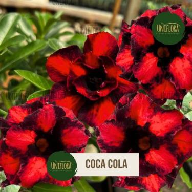 Imagem de Rosa do deserto dobrada PRETA E VERMELHA COCA COLA - UNIFLORA