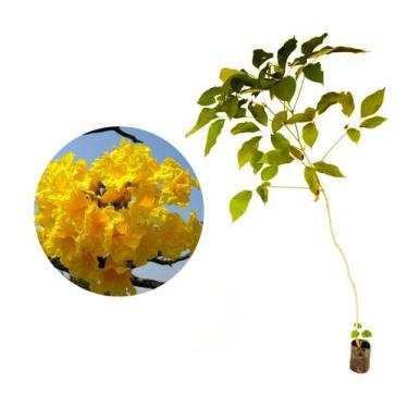 Imagem de Muda de Ipê Amarelo 20 a 40cm AMK - Plantas Online - AMK Jardinagem e 