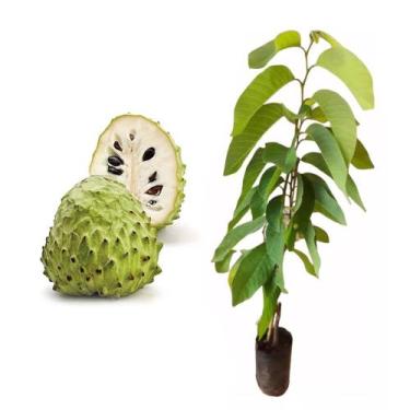 Imagem de Muda de Atemoia 20 a 40cm AMK - Plantas Online - AMK Jardinagem e Pais