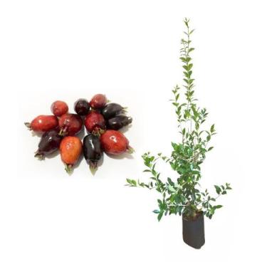 Imagem de Muda de Cereja do Rio Grande 20 a 40cm AMK - Plantas Online - AMK Jard