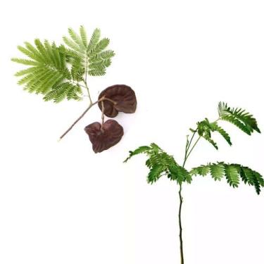 Imagem de Muda de Tamboril 20 a 40cm AMK - Plantas Online - AMK Jardinagem e Pai