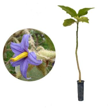 Imagem de Muda de Lobeira 20 a 40cm AMK - Plantas Online - AMK Jardinagem e Pais