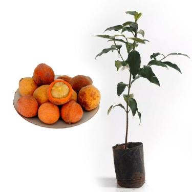 Imagem de Muda de Bacupari 50 a 80cm AMK - Plantas Online - AMK Jardinagem e Pai