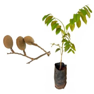 Imagem de Muda de Baru 20 a 40cm AMK - Plantas Online - AMK Jardinagem e Paisagi