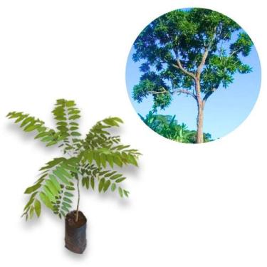 Imagem de Muda Cedro Rosa (Cedrela fissilis ) - no-brand, MM Pacote 45 cm a 60cm